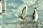 pingouins enragés 373984