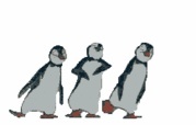 pingouins enragés 689458